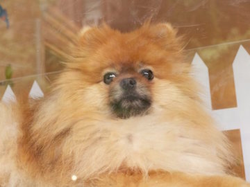 1231676_514978098579901_943056508_n